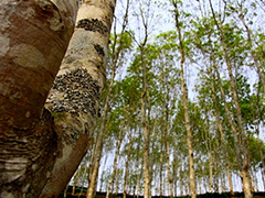 如何寻找能溶解轮胎橡胶的物质？这对相关行业有什么影响？  第1张